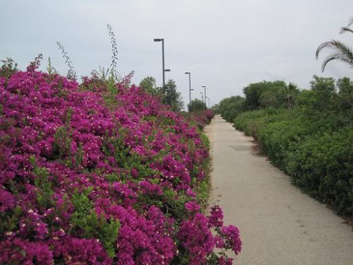 Schöner Radweg in Caesarea