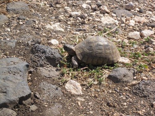 Golanesische Wegschildkröte